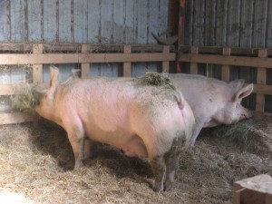 Kronenburg 5d Schwein