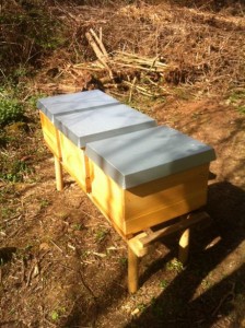 Bienen 3