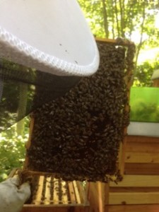 Bienen3