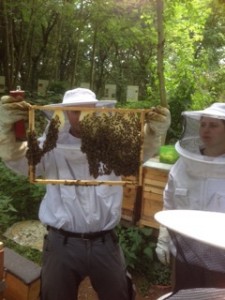 Bienen4